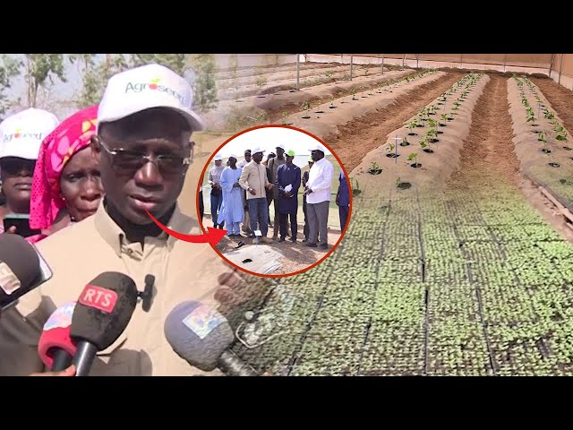 Visite du Ministre de l’agriculture Dr Mabouba DIAGNE au Champs Agroseed: « on va signé dans un mois