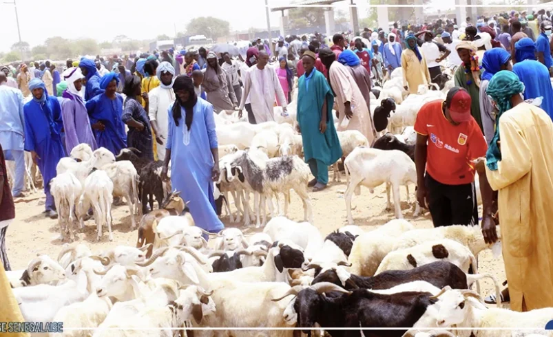 TABASKI OU LE DÉMÉNAGEMENT NATIONAL : NGOR, SES MOUTONS ET SON ARMÉE LOGISTIQUE